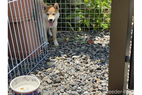成約済の岡山県の豆柴-161320の5枚目
