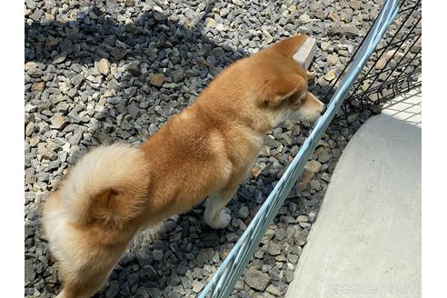 成約済の岡山県の豆柴-161320の4枚目