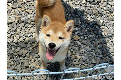 成約済の岡山県の豆柴-161320