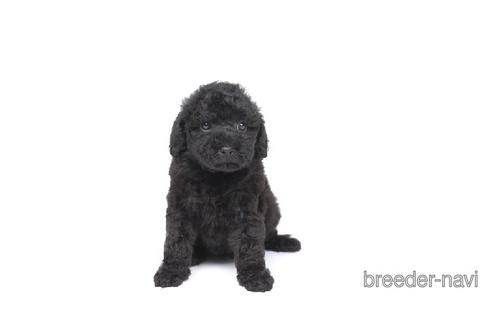 千葉県のトイプードル 女の子 22 03 24生まれ レアな毛色の女の子です 子犬id ブリーダーナビ