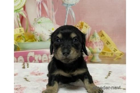 成約済の埼玉県のミニチュアダックスフンド(ロングヘアード)-178502の3枚目