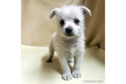 成約済の茨城県のミックス犬-175321の10枚目