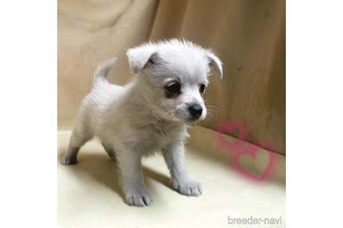 成約済の茨城県のミックス犬-175321の9枚目
