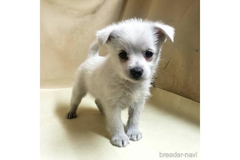 成約済の茨城県のミックス犬-175321の8枚目