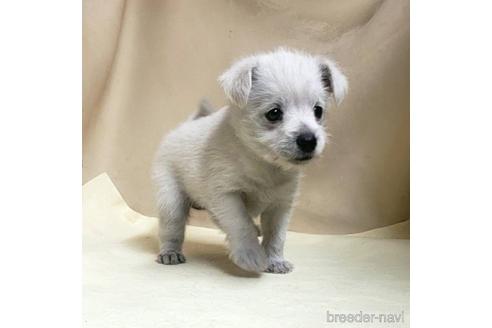 成約済の茨城県のミックス犬-175318の5枚目