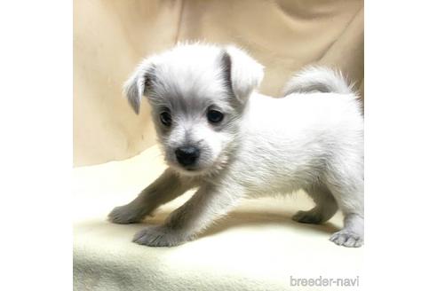 成約済の茨城県のミックス犬-175318の4枚目