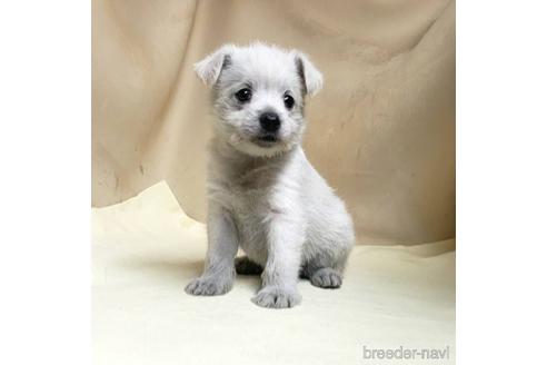 成約済の茨城県のミックス犬-175318の2枚目