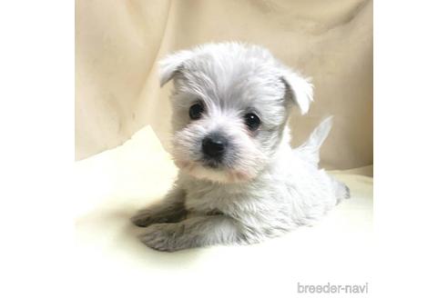成約済の茨城県のミックス犬-175314の10枚目