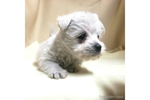 成約済の茨城県のミックス犬-175314の9枚目