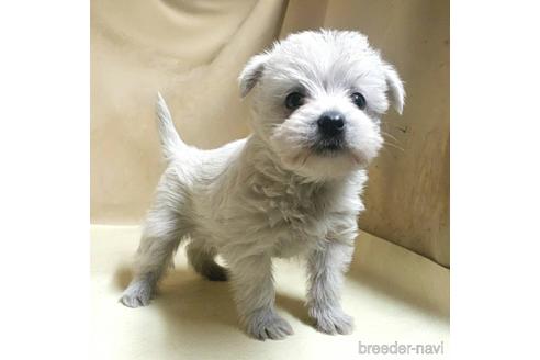 成約済の茨城県のミックス犬-175314の6枚目
