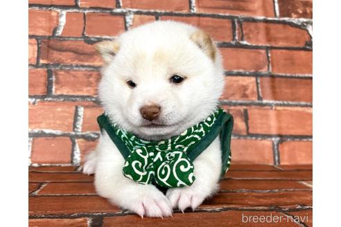 成約済の福岡県の豆柴-178508の6枚目