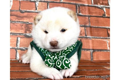 成約済の福岡県の豆柴-178508の8枚目