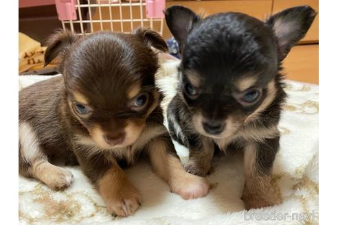 成約済の神奈川県のチワワ(ロングコート)-174810の15枚目