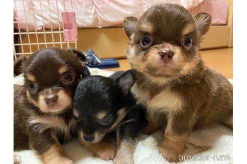 成約済の神奈川県のチワワ(ロングコート)-174810の19枚目