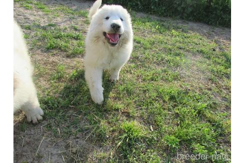 成約済の新潟県のグレートピレニーズ-173555の9枚目