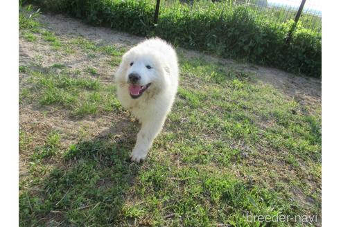 成約済の新潟県のグレートピレニーズ-173555の2枚目