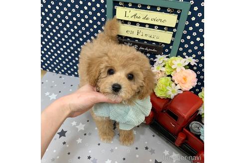 成約済の東京都のミックス犬-178558の1枚目