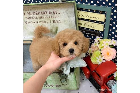 成約済の東京都のミックス犬-178558の2枚目
