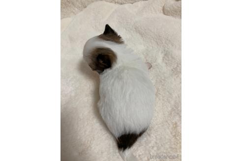 成約済の大阪府のチワワ(ロングコート)-178567の12枚目