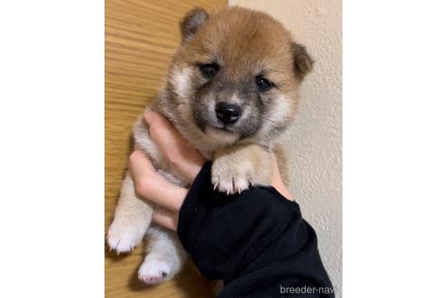 成約済の愛知県の豆柴-178581の1枚目