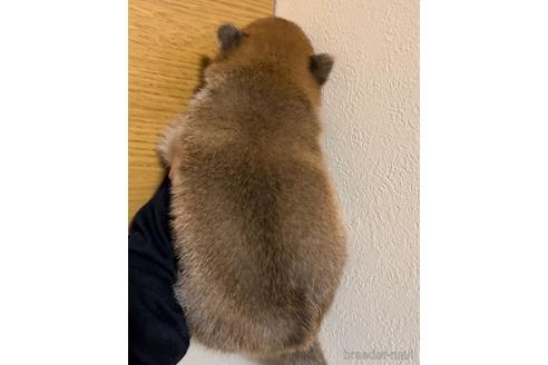 成約済の愛知県の豆柴-178581の2枚目