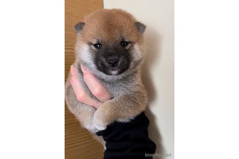 成約済の愛知県の豆柴-178582の1枚目