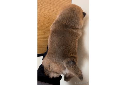 成約済の愛知県の豆柴-178582の2枚目