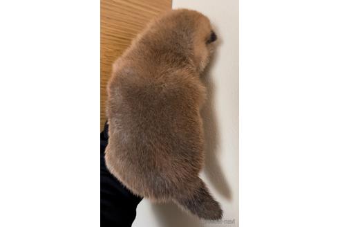 成約済の愛知県の豆柴-178583の2枚目
