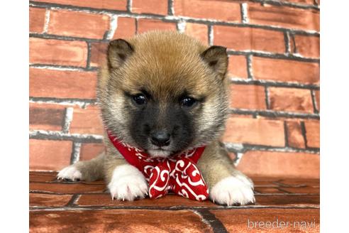 成約済の福岡県の豆柴-178587の6枚目