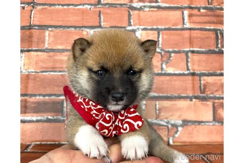 成約済の福岡県の豆柴-178587の7枚目