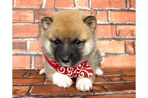 成約済の福岡県の豆柴-178587の8枚目