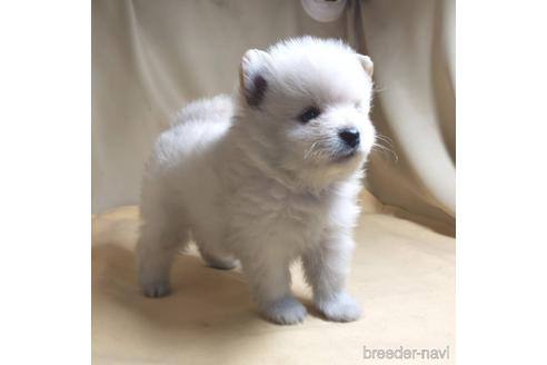 成約済の茨城県のポメラニアン-176270の2枚目