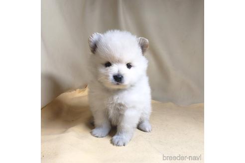 成約済の茨城県のポメラニアン-176270の3枚目