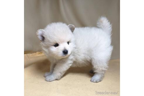 成約済の茨城県のポメラニアン-176270の5枚目