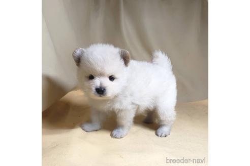 成約済の茨城県のポメラニアン-176270の1枚目