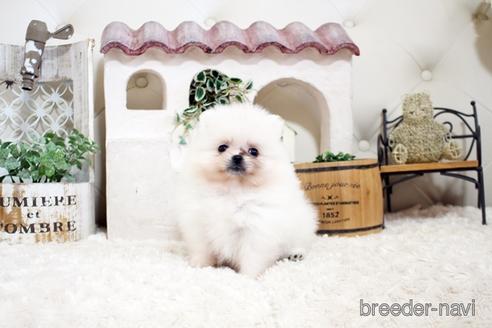 成約済の佐賀県のポメラニアン-177451の1枚目