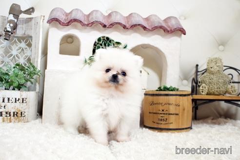 成約済の佐賀県のポメラニアン-177451の5枚目