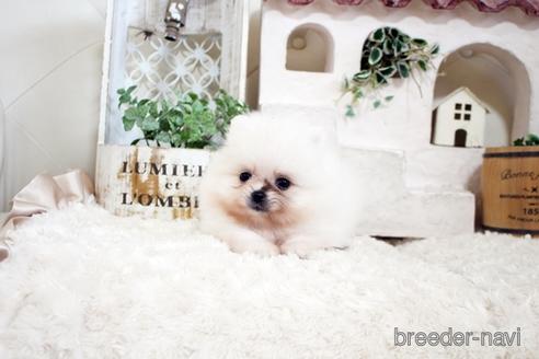 成約済の佐賀県のポメラニアン-177451の4枚目