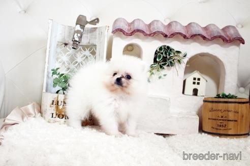 成約済の佐賀県のポメラニアン-177451の3枚目