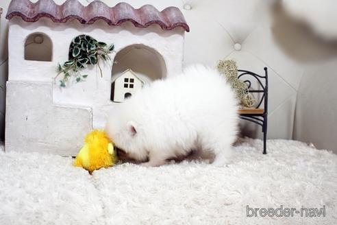 成約済の佐賀県のポメラニアン-177451の2枚目