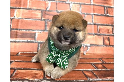 成約済の福岡県の豆柴-178616の5枚目