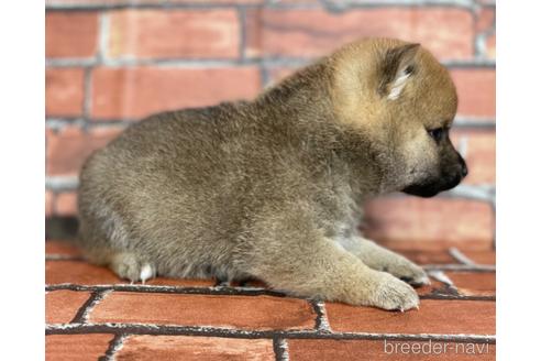 成約済の福岡県の豆柴-178616の2枚目