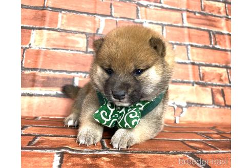 成約済の福岡県の豆柴-178616の3枚目