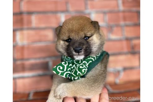 成約済の福岡県の豆柴-178616の1枚目