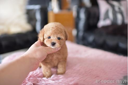 成約済の茨城県のタイニープードル-178625の1枚目