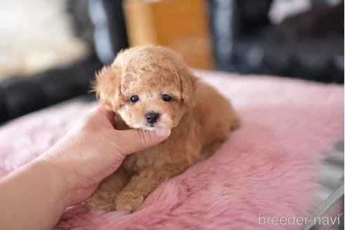 成約済の茨城県のタイニープードル-178625の6枚目