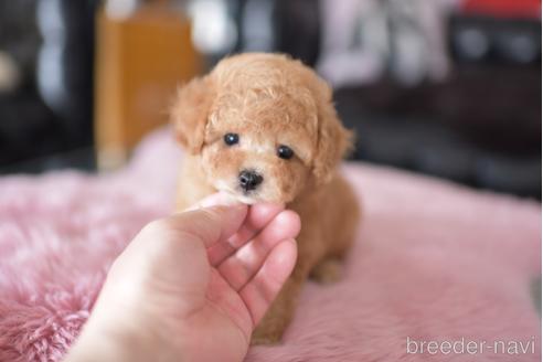 成約済の茨城県のタイニープードル-178625の5枚目