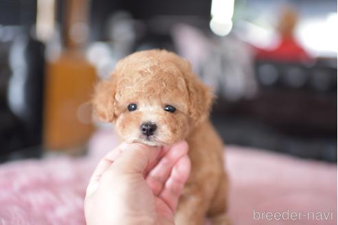 成約済の茨城県のタイニープードル-178625の4枚目