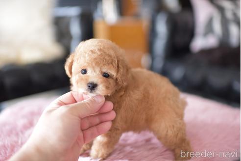 成約済の茨城県のタイニープードル-178625の3枚目