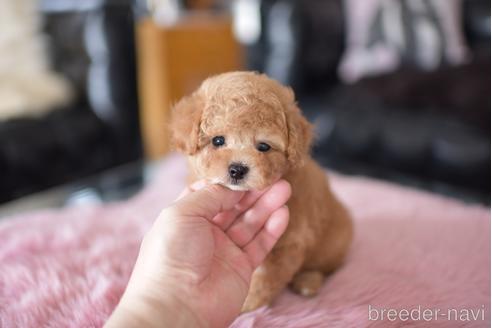 成約済の茨城県のタイニープードル-178625の2枚目